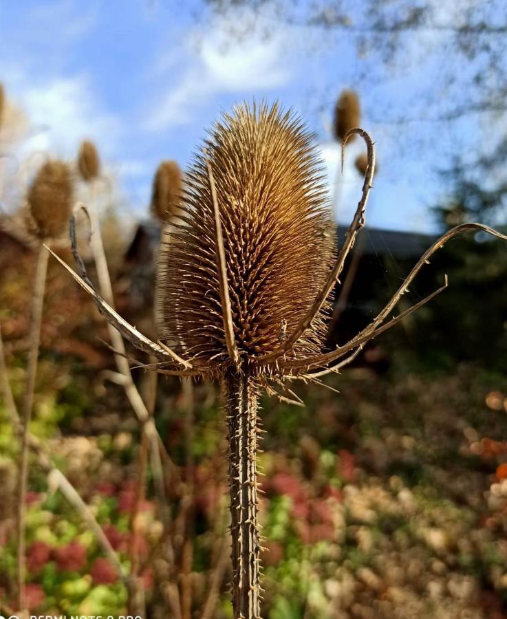 Pensiony A Ubytovani V Kempu Indiana Edrovice Exterior foto
